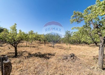 Giardino - Terreno agricolo C.da Contea
 
1, Biancavilla - foto 6