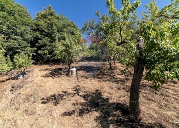 Giardino - Terreno agricolo C.da Contea
 
1, Biancavilla - foto 8