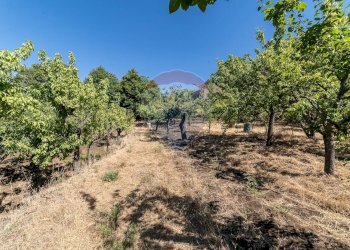 Giardino - Terreno agricolo C.da Contea
 
1, Biancavilla - foto 10