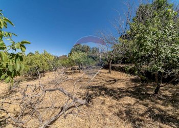 Giardino - Terreno agricolo C.da Contea
 
1, Biancavilla - foto 11