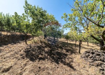 Giardino - Terreno agricolo C.da Contea
 
1, Biancavilla - foto 12