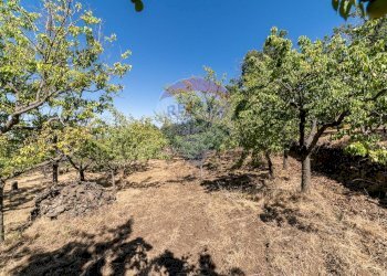 Giardino - Terreno agricolo C.da Contea
 
1, Biancavilla - foto 13