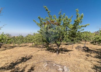Giardino - Terreno agricolo C.da Contea
 
1, Biancavilla - foto 14
