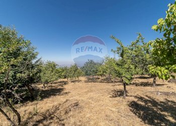Giardino - Terreno agricolo C.da Contea
 
1, Biancavilla - foto 15