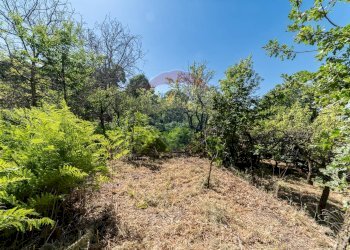 Giardino - Terreno agricolo C.da Contea
 
1, Biancavilla - foto 17