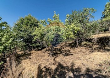 Giardino - Terreno agricolo C.da Contea
 
1, Biancavilla - foto 18