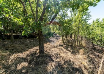 Giardino - Terreno agricolo C.da Contea
 
1, Biancavilla - foto 19