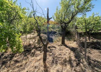 Giardino - Terreno agricolo C.da Contea
 
1, Biancavilla - foto 20