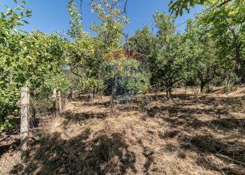Giardino - Terreno agricolo C.da Contea
 
1, Biancavilla - foto 21