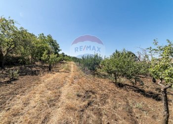 Giardino - Terreno agricolo C.da Contea
 
1, Biancavilla - foto 23