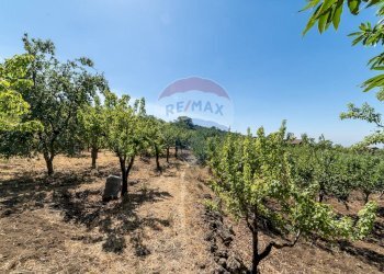 Giardino - Terreno agricolo C.da Contea
 
1, Biancavilla - foto 24