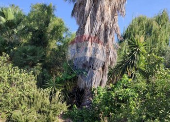 Giardino - Terreno agricolo Contrada PREFALACI
snc, Paterno - foto 9