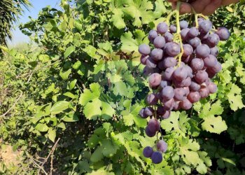 Giardino - Terreno agricolo Contrada PREFALACI
snc, Paterno - foto 10