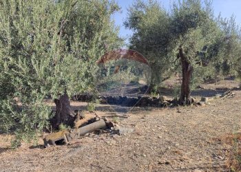 Giardino - Terreno agricolo Contrada PREFALACI
snc, Paterno - foto 12