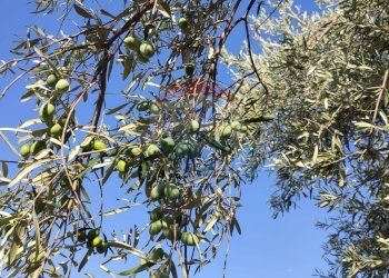 Edificio all\'aperto - Terreno agricolo Contrada PREFALACI
snc, Paterno - foto 13