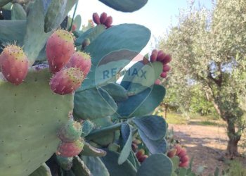 Non correlato - Terreno agricolo Contrada PREFALACI
snc, Paterno - foto 14