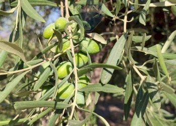 Giardino - Terreno agricolo Contrada PREFALACI
snc, Paterno - foto 16