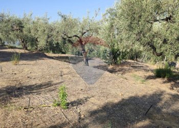 Giardino - Terreno agricolo Contrada PREFALACI
snc, Paterno - foto 17