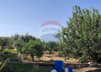 Giardino - Terreno agricolo Contrada PREFALACI
snc, Paterno - foto 20