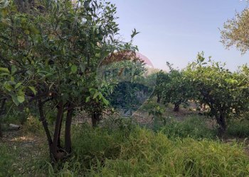 Giardino - Terreno agricolo Contrada PREFALACI
snc, Paterno - foto 21