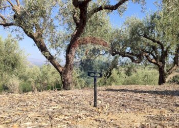 Giardino - Terreno agricolo Contrada PREFALACI
snc, Paterno - foto 29