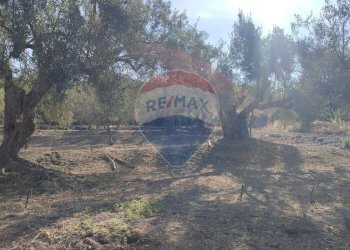 Giardino - Terreno agricolo Contrada PREFALACI
snc, Paterno - foto 30