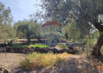 Giardino - Terreno agricolo Contrada PREFALACI
snc, Paterno - foto 2