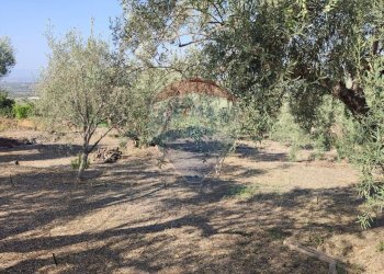 Giardino - Terreno agricolo Contrada PREFALACI
snc, Paterno - foto 33