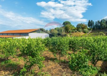 Giardino - Terreno agricolo str. 87, 51
 
30, Santa Venerina - foto 13