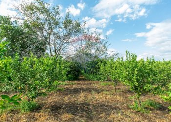 Giardino - Terreno agricolo str. 87, 51
 
30, Santa Venerina - foto 17