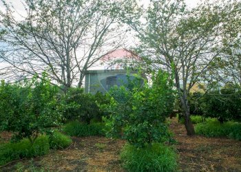 Giardino - Terreno agricolo str. 87, 51
 
30, Santa Venerina - foto 19