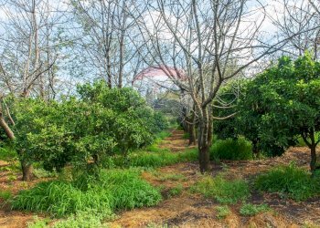 Giardino - Terreno agricolo str. 87, 51
 
30, Santa Venerina - foto 22