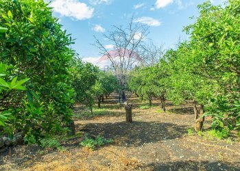 Giardino - Terreno agricolo str. 87, 51
 
30, Santa Venerina - foto 24