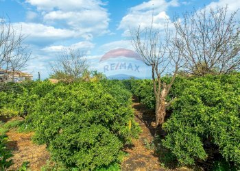 Giardino - Terreno agricolo str. 87, 51
 
30, Santa Venerina - foto 25