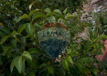 Giardino - Villa Via Giuseppe Garibaldi
 
190, Caltagirone - foto 23