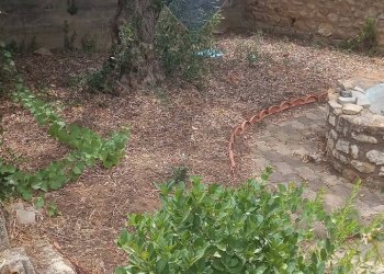 Giardino - Villa Via Giuseppe Garibaldi
 
190, Caltagirone - foto 24