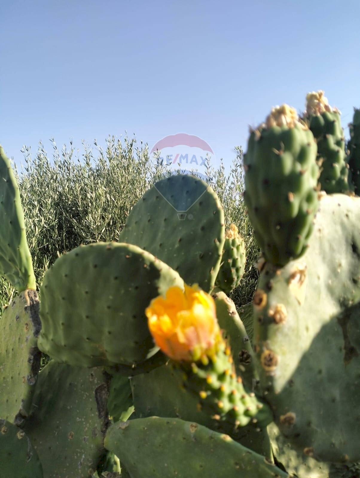 Dettagli - Agricultural land Strada Vicinale Albanelli
 
snc, Caltagirone - photo 1