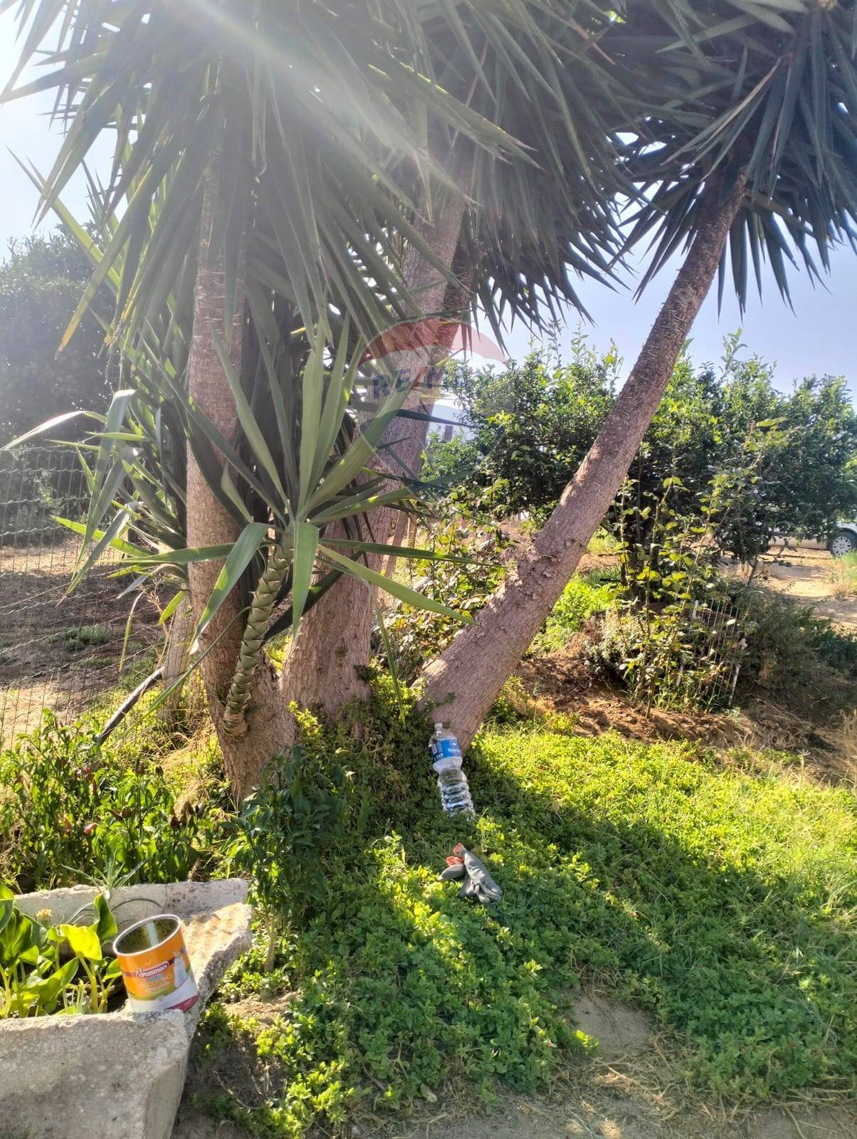 Giardino - Agricultural land Strada Vicinale Albanelli
snc, Caltagirone - photo 2