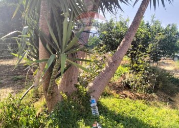 Giardino - Terreno agricolo Strada Vicinale Albanelli
 
snc, Caltagirone - foto 2