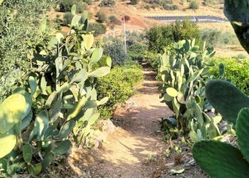 Giardino - Terreno agricolo Strada Vicinale Albanelli
 
snc, Caltagirone - foto 3