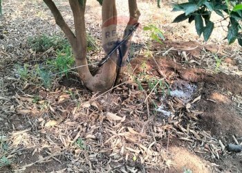 Giardino - Terreno agricolo Strada Vicinale Albanelli
 
snc, Caltagirone - foto 4