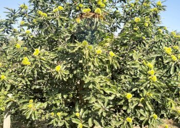 Giardino - Terreno agricolo Strada Vicinale Albanelli
 
snc, Caltagirone - foto 5