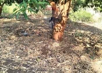 Giardino - Terreno agricolo Strada Vicinale Albanelli
 
snc, Caltagirone - foto 6