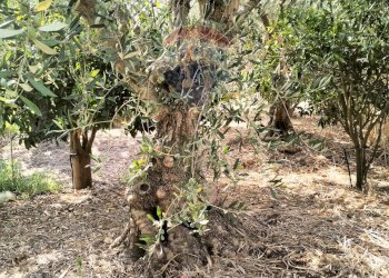 Giardino - Terreno agricolo Strada Vicinale Albanelli
 
snc, Caltagirone - foto 8