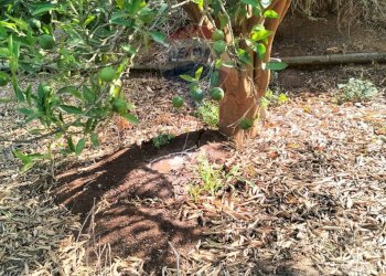 Giardino - Terreno agricolo Strada Vicinale Albanelli
 
snc, Caltagirone - foto 9