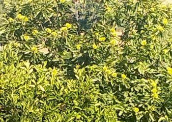 Giardino - Terreno agricolo Strada Vicinale Albanelli
 
snc, Caltagirone - foto 11