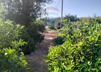 Giardino - Terreno agricolo Strada Vicinale Albanelli
 
snc, Caltagirone - foto 12