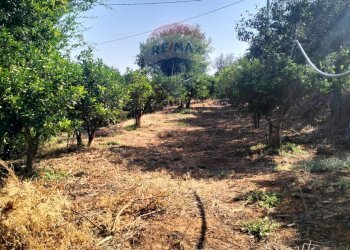 Giardino - Terreno agricolo Strada Vicinale Albanelli
 
snc, Caltagirone - foto 13