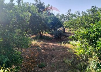Giardino - Terreno agricolo Strada Vicinale Albanelli
 
snc, Caltagirone - foto 15