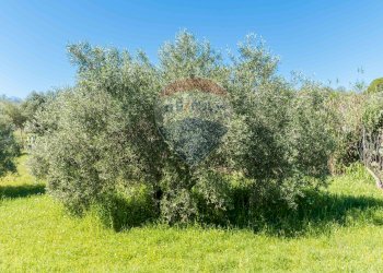 Giardino - Villa cda Renelle
 
sn, Caltagirone - foto 29